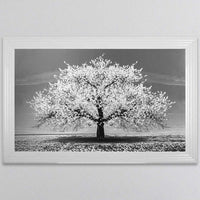 White Cherry Tree Framed Wall Art 114x74cm