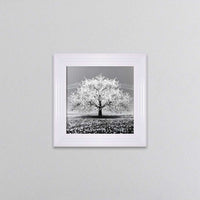 White Cherry Tree Framed Wall Art 55x55cm