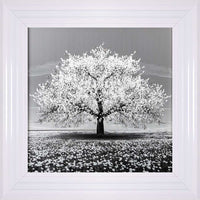 White Cherry Tree Framed Wall Art 55x55cm