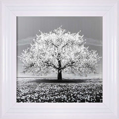 White Cherry Tree Framed Wall Art 55x55cm