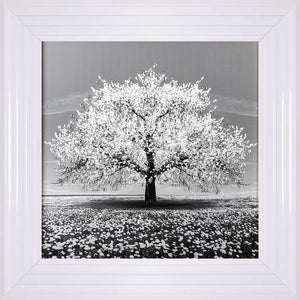 White Cherry Tree Framed Wall Art 55x55cm