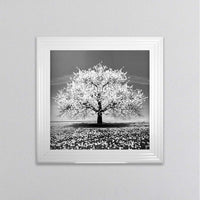 White Cherry Tree Framed Wall Art 75x75cm