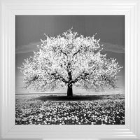White Cherry Tree Framed Wall Art 75x75cm