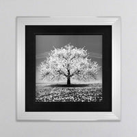 White Cherry Tree Framed Wall Art 90x90cm